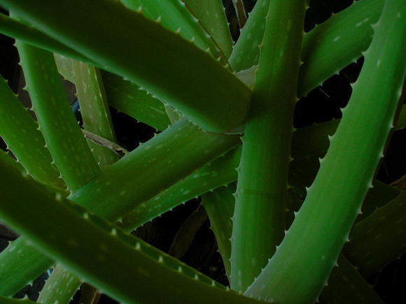 tintiied Aloe 1