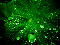 Drops on Leaf